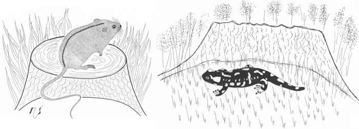 Ilustrácia myšovky a salamandry
