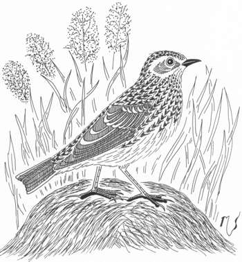 Ilustrácia škovránka