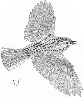 Ilustrácia letiaceho škovránka