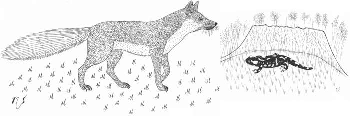 Ilustrácia líšky a salamadry