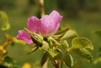 Fotografia ruže hrdzavej