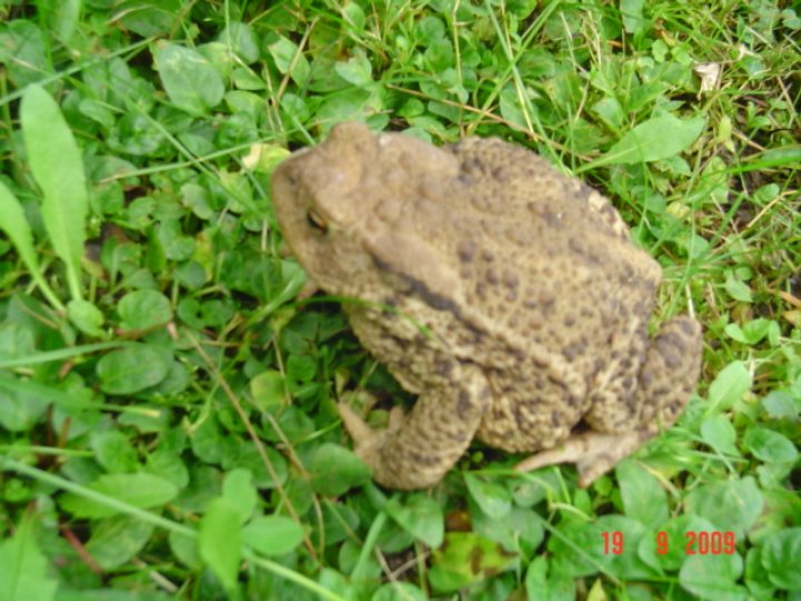 Fotografia  druhu  ropucha bradavičnatá