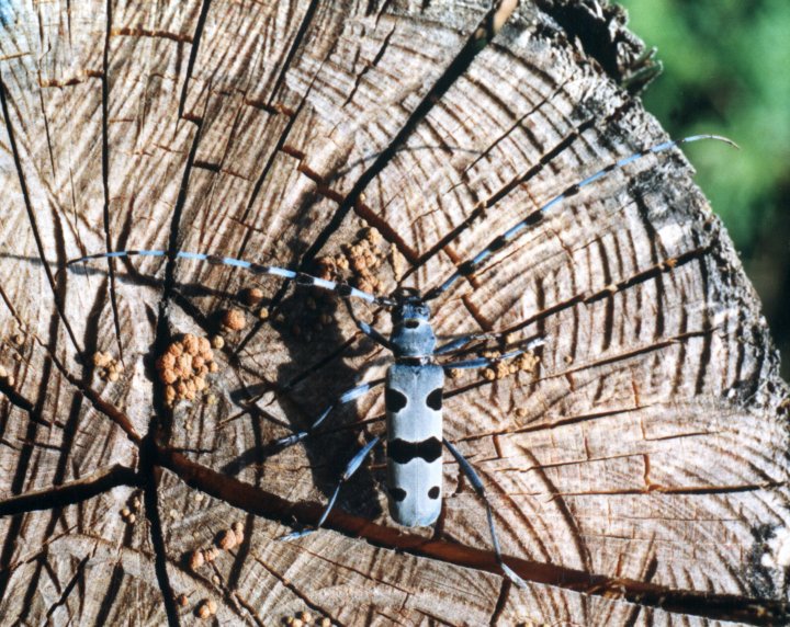 Fotografia  druhu  fuzáč alpský