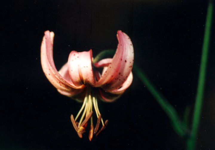 Fotografia  druhu  ľalia zlatohlavá