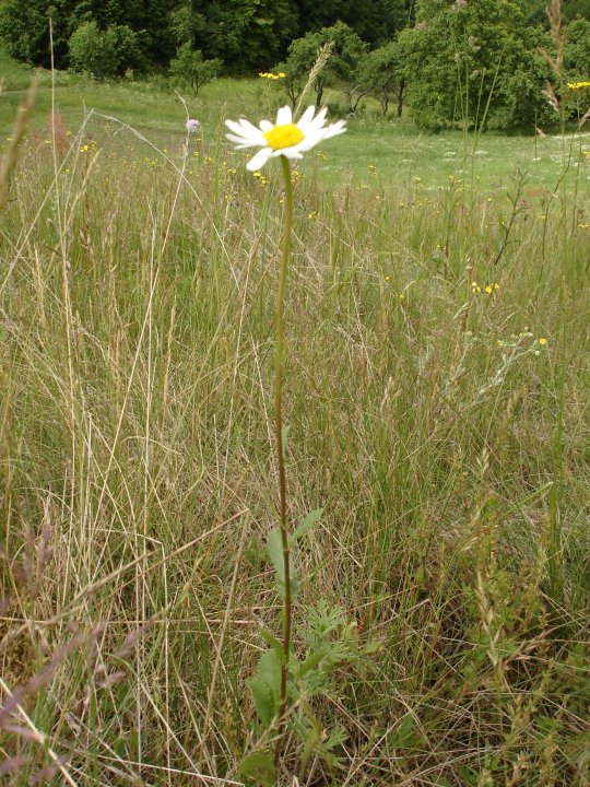 Fotografia  druhu  margaréta biela