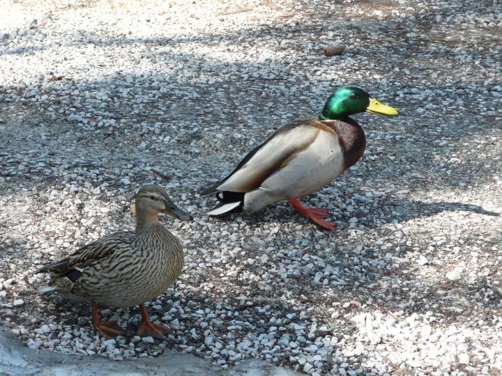 Fotografia  druhu  kačica divá