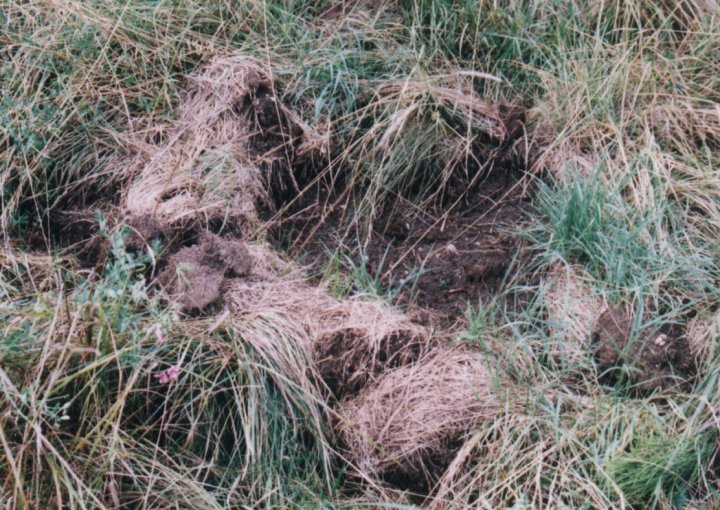 Fotografia  druhu  diviak lesný