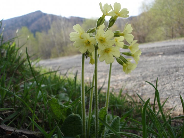 Fotografia  druhu  prvosienka vyššia