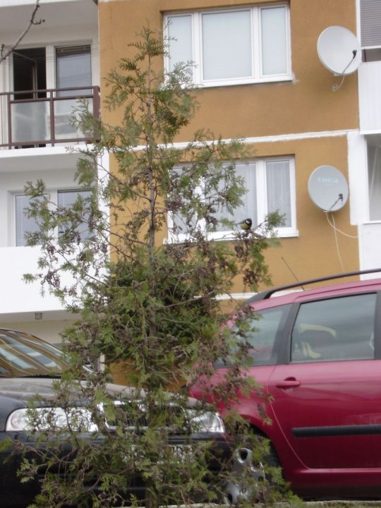Fotografia  druhu  sýkorka bielolíca / veľká