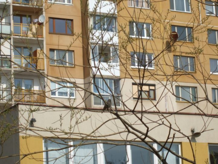 Fotografia  druhu  žltochvost domový