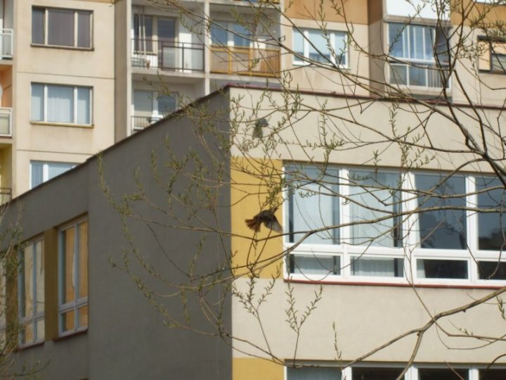 Fotografia  druhu  žltochvost domový
