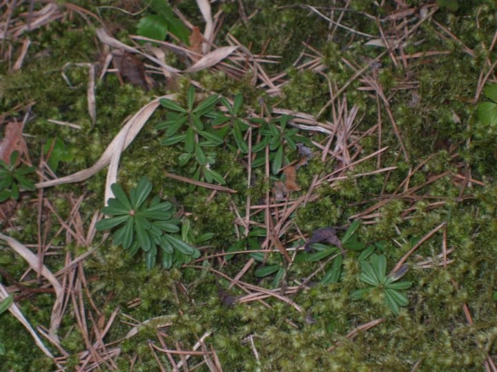 Fotografia  druhu  lykovec voňavý