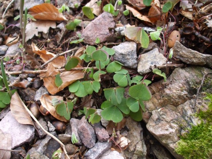 Fotografia  druhu  kyslička obyčajná