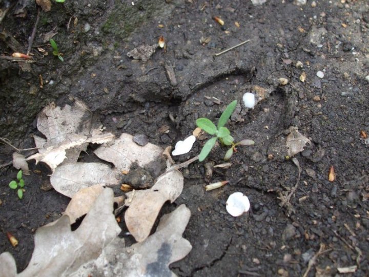Fotografia  druhu  srnec lesný  