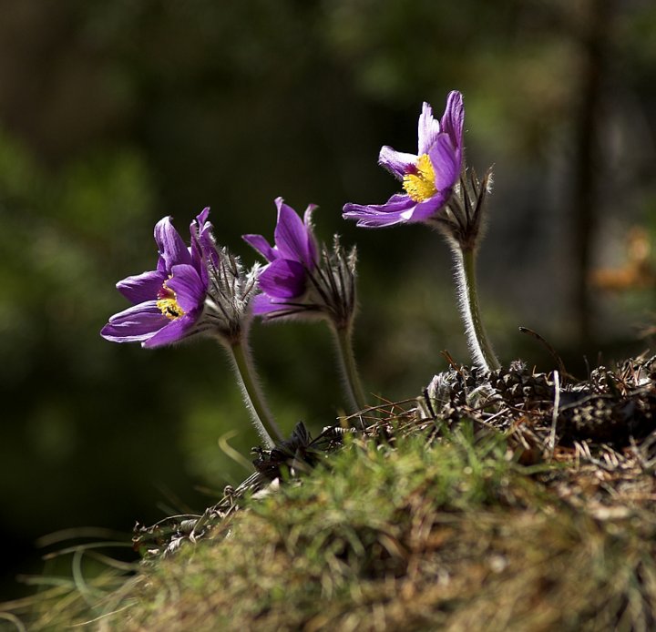 Fotografia  druhu  poniklec slovenský
