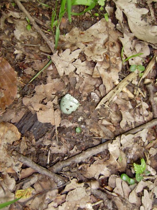 Fotografia  druhu  drozd čierny