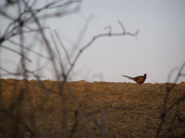 Fotografia  druhu  bažant poľovný