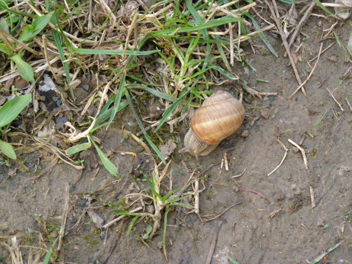 Fotografia  druhu  slimák záhradný