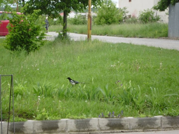 Fotografia  druhu  straka čiernozobá