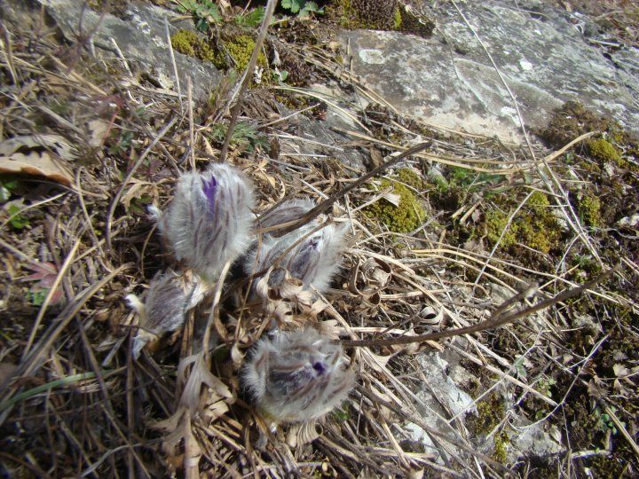 Fotografia  druhu  poniklec veľkokvetý