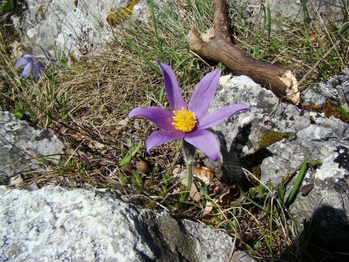 Fotografia  druhu  poniklec veľkokvetý