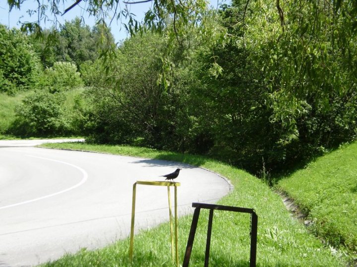 Fotografia  druhu  drozd čierny