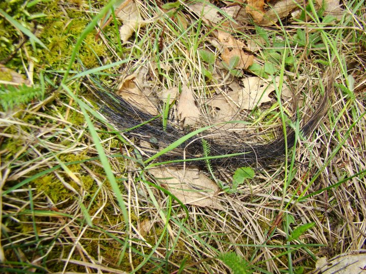 Fotografia  druhu  diviak lesný