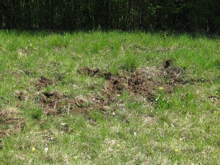 Fotografia  druhu  diviak lesný