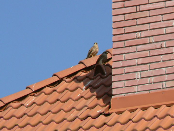Fotografia  druhu  sokol myšiar