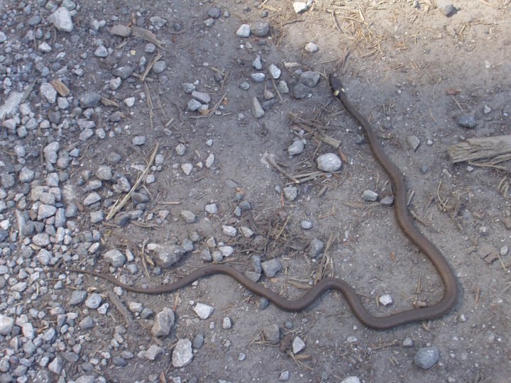 Fotografia  druhu  užovka obojková