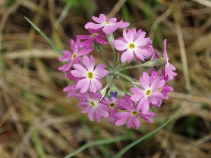Fotografia  druhu  prvosienka pomúčená