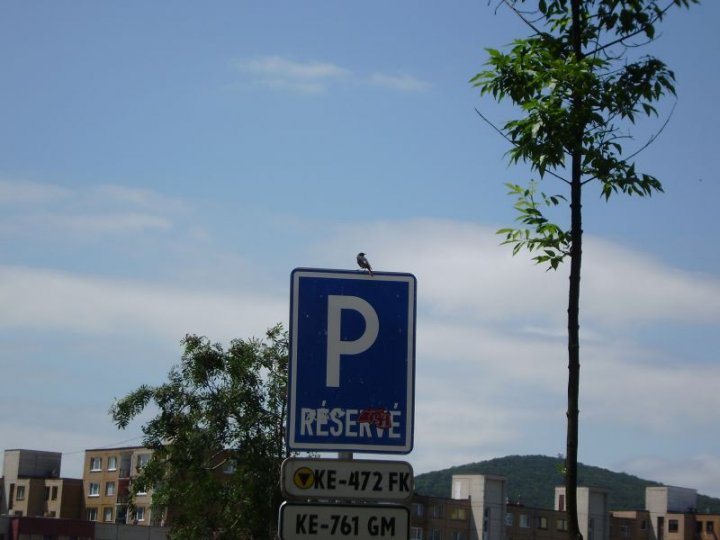 Fotografia  druhu  žltochvost domový