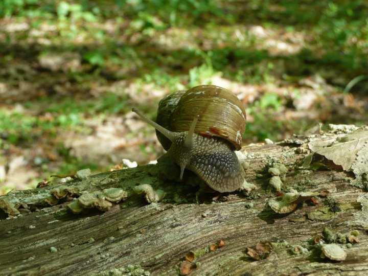 Fotografia  druhu  slimák záhradný