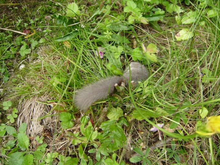 Fotografia  druhu  plch sivý