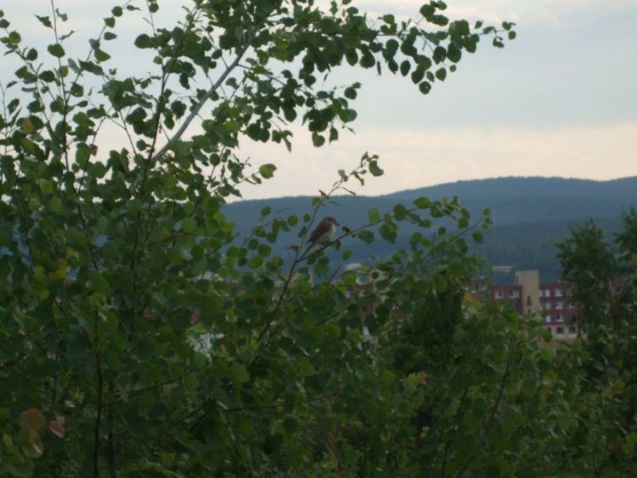 Fotografia  druhu  strakoš červenochrbtý