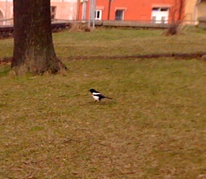 Fotografia  druhu  straka čiernozobá