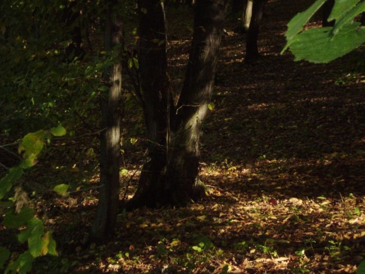 Fotografia  druhu  sýkorka bielolíca / veľká