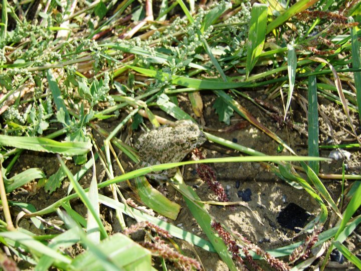 Fotografia  druhu  ropucha zelená
