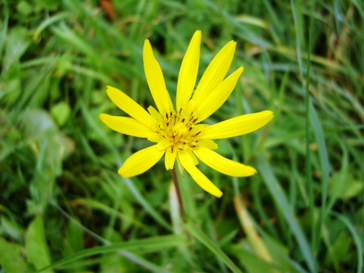 Fotografia  druhu  kozobrada lúčna