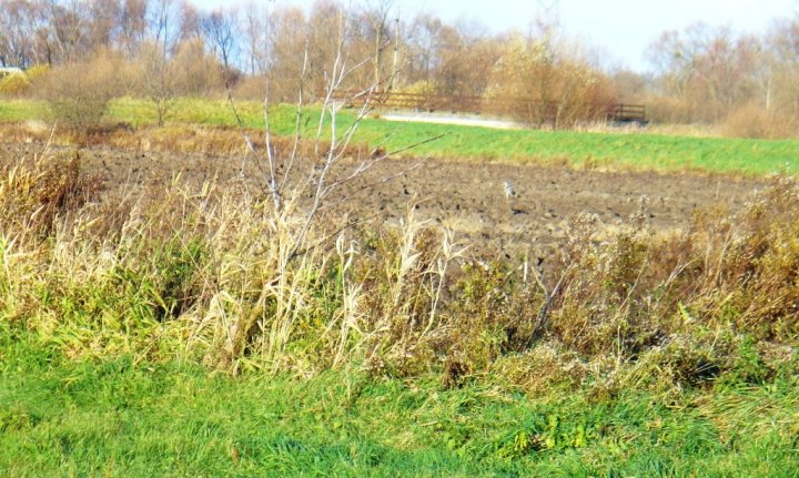 Fotografia  druhu  volavka popolavá