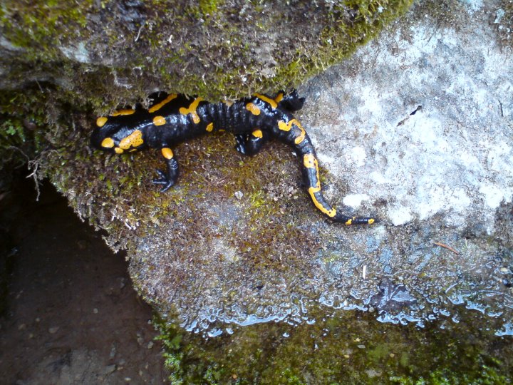 Fotografia  druhu  salamandra škvrnitá