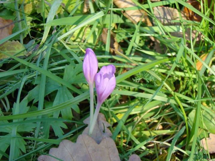 Fotografia  druhu  jesienka obyčajná