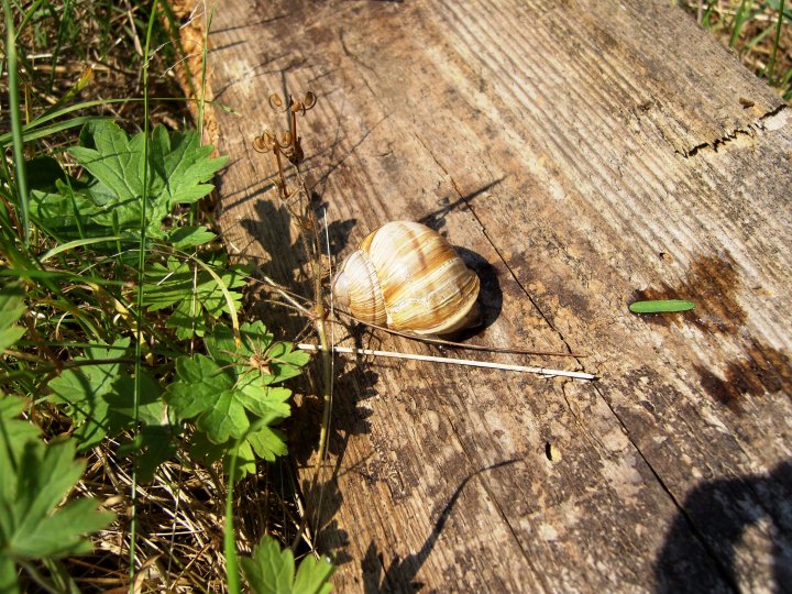 Fotografia  druhu  slimák záhradný