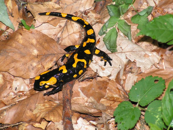 Fotografia  druhu  salamandra škvrnitá