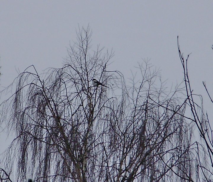 Fotografia  druhu  straka čiernozobá