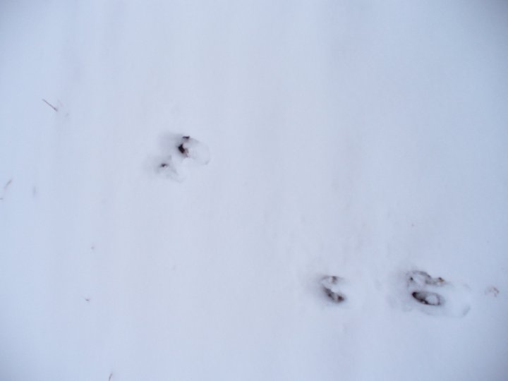 Fotografia  druhu  srnec lesný  
