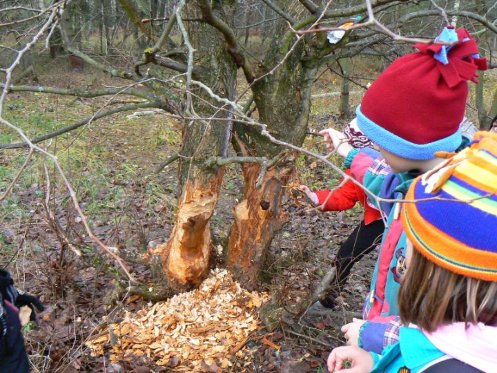 Fotografia  druhu  bobor vodný