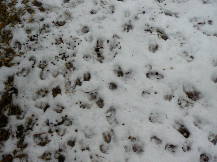 Fotografia  druhu  srnec lesný  