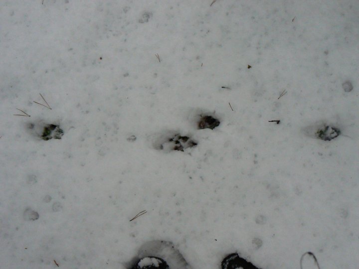Fotografia  druhu  líška hrdzavá
