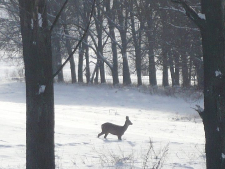 Fotografia  druhu  srnec lesný  